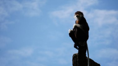 Red-shanked douc monkey sitting on tree top with sky background, clipart