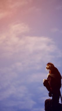 Gökyüzü arka plan ile ağaç üst oturan kırmızı şişlemiş douc maymun,