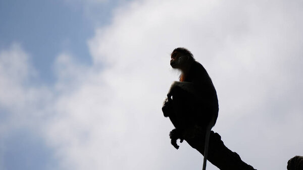 Red-shanked douc monkey sitting on tree top with sky background,