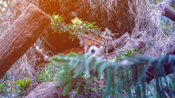 Panda roșie în spatele copacilor verzi în jungla tropicală — Fotografie, imagine de stoc