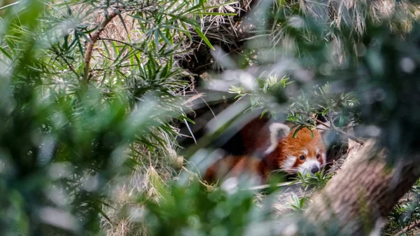 Panda rouge derrière les arbres verts dans la jungle tropicale — Photo