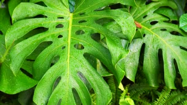 Tropiska Löv Med Regn Droppar Grönskande Natur Bakgrund — Stockvideo