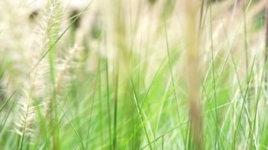 Video güneş ışığı ağır çekimde hareket cam çiçek