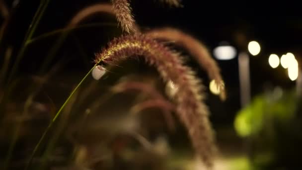 Cool Breeze Meadow Grass Flower Night — Stock Video