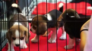 Birlikte oynayan 4 k kafeste yavru için satmak