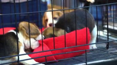 Birlikte oynayan 4 k kafeste yavru için satmak