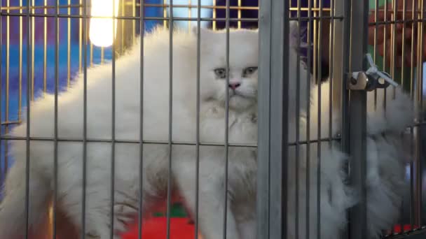 白长毛茸茸的猫在笼子里卖 愤怒的面孔猫 — 图库视频影像