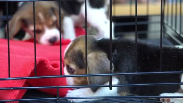 Pups Voor Verkopen Samenspelen Kooi — Stockvideo