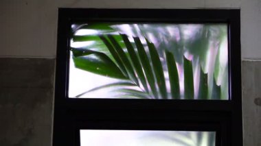 Tropikal palmiye ağacı yaprak sway oda pencere video 4k dışında