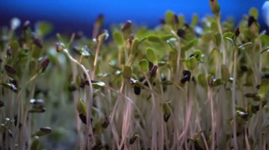 Küçük sebze kreş çiftlik video 4 k geceleri kapalı