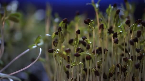 Kleiner Gemüsebauernhof Drinnen Der Nacht Video — Stockvideo