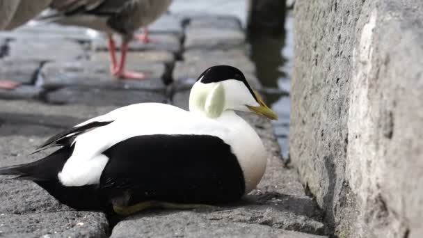 Lcommon 羽绒海鸭坐在公共公园湖石慢动作 — 图库视频影像