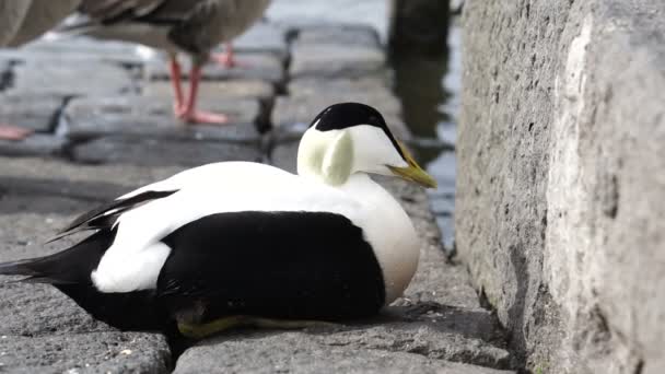 Pato Mar Eider Común Sentado Parque Público Lago Piedra Cámara — Vídeos de Stock