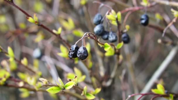 Getrocknete Blaubeeren Strauch Winter Zeitlupe Geschossen — Stockvideo