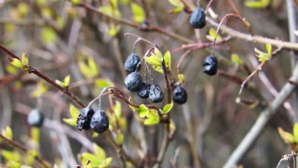 冬季慢动作蓝莓在灌木上的干燥 — 图库视频影像