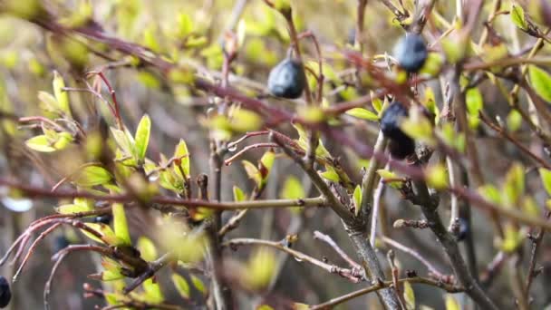 Gedroogde Bosbessen Bush Winter Slow Motion Shot — Stockvideo