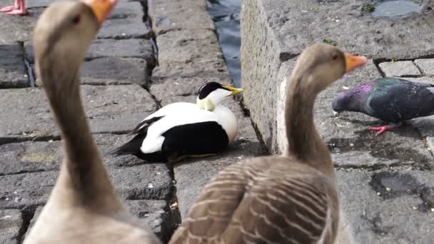 Ağır Çekim Lcommon Eider Deniz Parkı Gölde Oturan Ördek Taş — Stok video