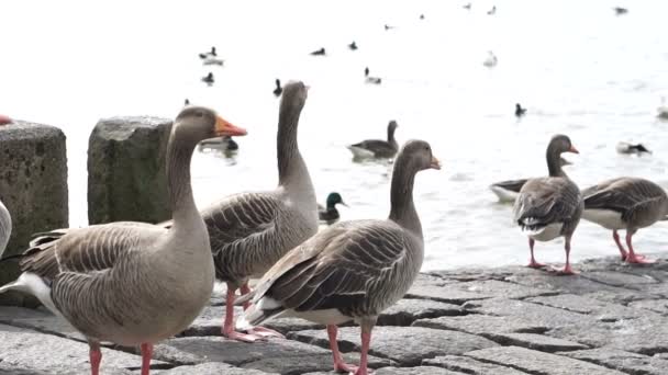 Grupo Diferentes Tipos Patos Caminando Alrededor Del Lago Día Niebla — Vídeos de Stock