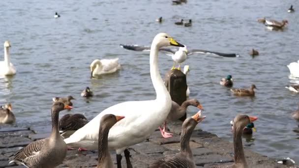 群不同种类的鸭子在下雪的天在湖附近走动慢运动 — 图库视频影像