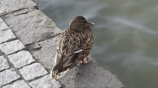 Pato Pie Piedra Alrededor Del Lago Islandia — Vídeo de stock