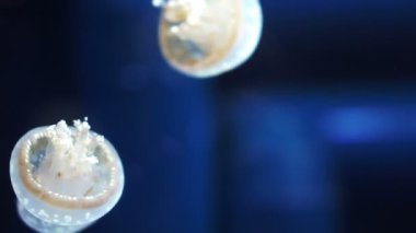 Mavi okyanus arka planında denizanası. Yakın çekim.