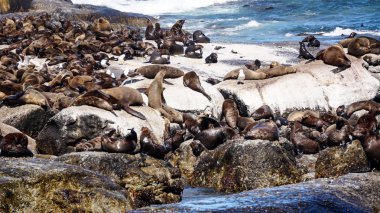 Cape Town, Güney Afrika 'daki Seal Adası' nda deniz aslanları vahşi doğa cazibesi.