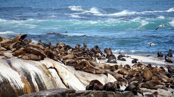 Leões marinhos na ilha Seal em cape Cidade África do Sul natureza selvagem um — Fotografia de Stock