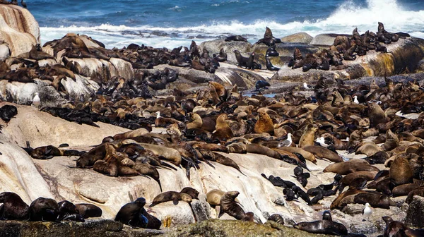 Lobos marinos en la isla de la foca en cabo Ciudad Sudáfrica naturaleza salvaje un — Foto de Stock