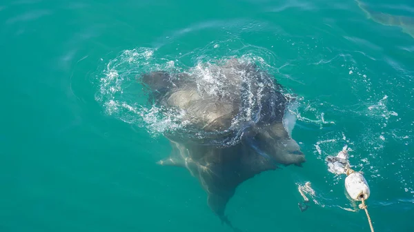 Gran señuelo Stingray alimentación en Sudáfrica atracción de buceo de tiburón —  Fotos de Stock