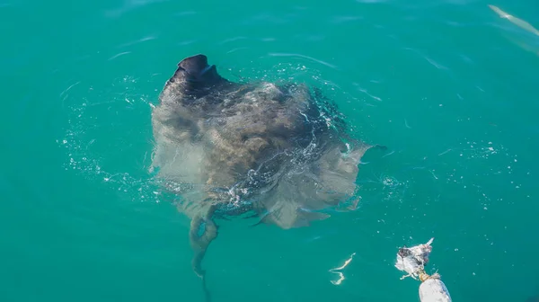 Grande Stingray atrai alimentação na África do Sul atração de mergulho de tubarão — Fotografia de Stock