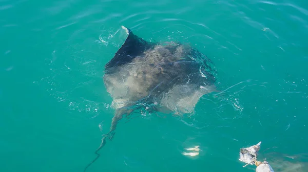 Large Stringray lure feeding in South Africa shark diving attrac — Stock Photo, Image