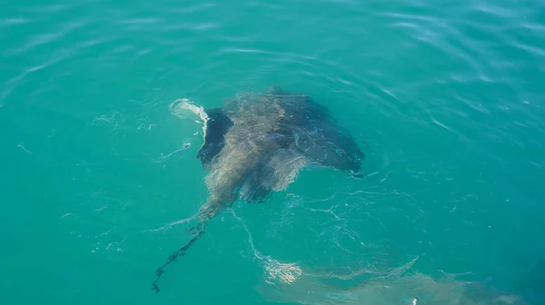 Gran señuelo Stingray alimentación en Sudáfrica atracción de buceo de tiburón —  Fotos de Stock