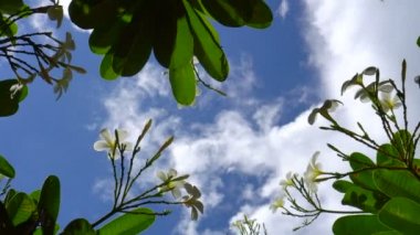Plumeria çiçekleri ve ağaç alçak açılı mavi yaz gökyüzü arka planlı