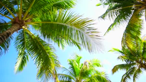Летние Кокосовые Деревья Низкоугольный Солнечный Свет Голубой Океан — стоковое видео