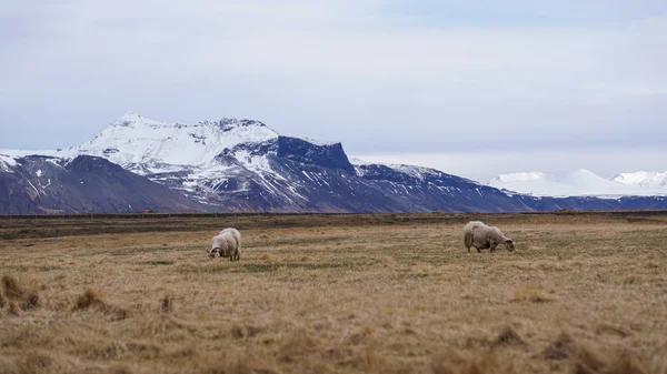 Sheep ram got fur shaved grazing in Iceland livestock farm lands — Stock Photo, Image