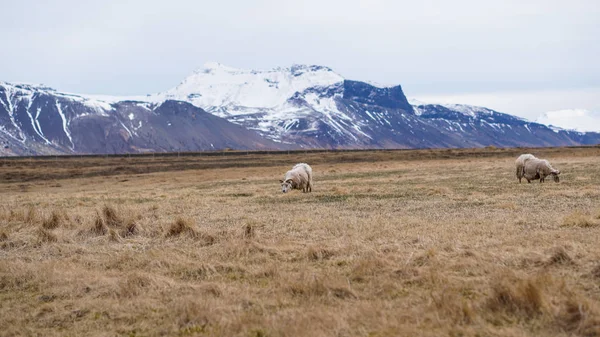 Owczy baran został ogolony futro wypasu na Islandii zwierząt gospodarskich gruntów — Zdjęcie stockowe