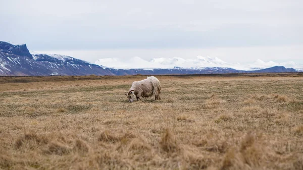 Sheep ram got fur shaved grazing in Iceland livestock farm lands — Stock Photo, Image