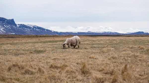 Carnero oveja consiguió piel afeitado pastoreo en Islandia tierras de cría de ganado —  Fotos de Stock