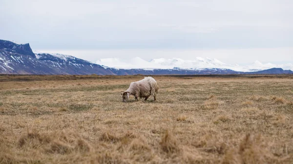 Sheep ram got fur shaved grazing in Iceland livestock farm lands — Stock Photo, Image