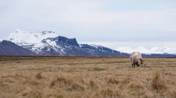 Carnero oveja consiguió piel afeitado pastoreo en Islandia tierras de cría de ganado —  Fotos de Stock