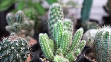 Kapalı alanda kaktüs dikmek şirin, asgari yeşil dekorasyon.