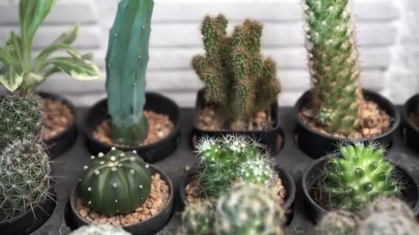 Plantações Cactos Vasos Diversão Mínima Jardinagem Passatempo — Vídeo de Stock