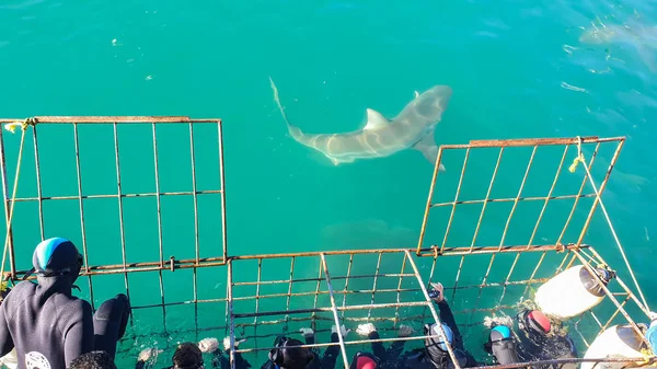 Gros Plan Grand Requin Côté Cage Requin Blanc Plongée Afrique — Photo