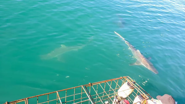 Cerca Disparó Tiburón Grande Junto Jaula Tiburón Blanco Buceo Sudáfrica —  Fotos de Stock