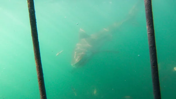 Close Shot Large Shark Next White Shark Cage Diving South — 스톡 사진