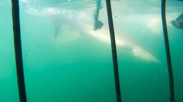 Cerca Disparó Tiburón Grande Junto Jaula Tiburón Blanco Buceo Sudáfrica —  Fotos de Stock