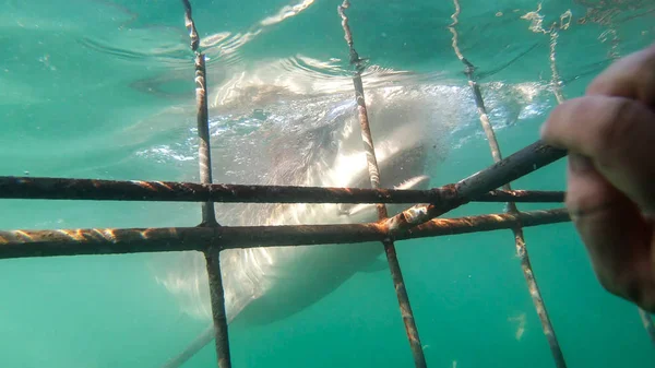 Gros Plan Grand Requin Côté Cage Requin Blanc Plongée Afrique — Photo
