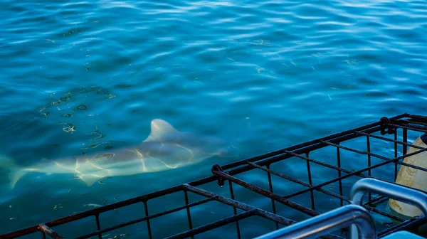 Cerca Disparó Tiburón Grande Junto Jaula Tiburón Blanco Buceo Sudáfrica —  Fotos de Stock