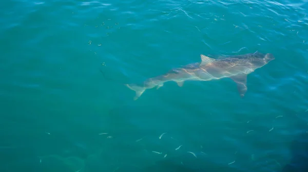 Copper sharks swimming around lure and tourist boat floating cag — 스톡 사진