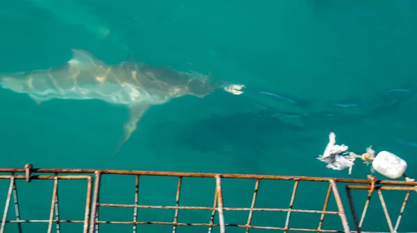 Copper sharks swimming around lure and tourist boat floating cag — 스톡 사진